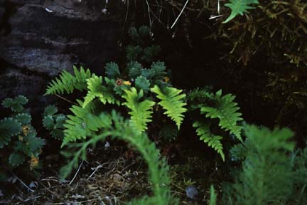 strawberryfern.jpg